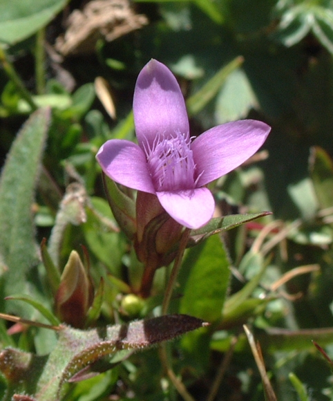 Gentianella campestris / Genzianella campestre